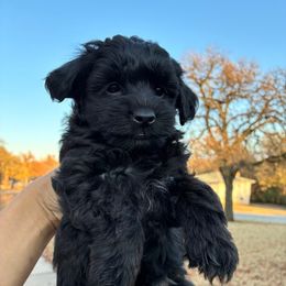 Scooter - Black male Maltipoo puppy in Oklahoma City, Oklahoma from Red Okie Poos