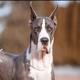 Ody - Great Dane