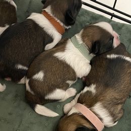 Shih Tzu Puppies from Willow Lane Shih Tzus