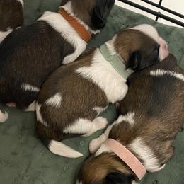 Shih Tzu Puppies from Willow Lane Shih Tzus