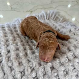 Black Collar - Red male Irish Doodle puppy in Indiahoma, Oklahoma from Farm Fresh Doodles