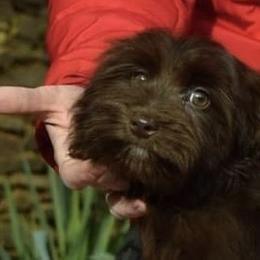 Nabisco - Havanese