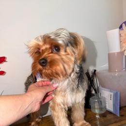 Max - Blue and gold male Yorkshire Terrier puppy in Cape Coral, Florida from Katherine’s Yorkies and Poodles