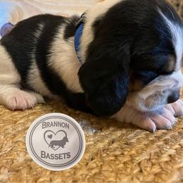 Blue - Black white and brown male Basset Hound puppy in Chipley, Florida from Brannon Bassets