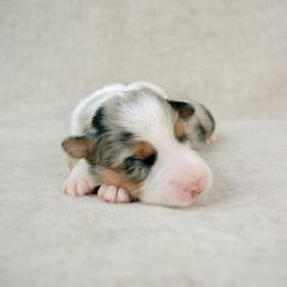 Revere - Blue merle male Australian Shepherd puppy in Aberdeen, North Carolina from Huckleberry Hill Aussies LLC.