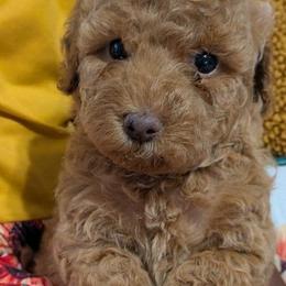 Pixie - Red  female Poodle puppy in East Earl, Pennsylvania from Puppy Adventures LLC