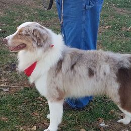 Australian Shepherds from T&L Wolfe Australian Shepherd