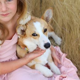 Pembroke Welsh Corgis from Julia's Pembroke Welsh Corgis