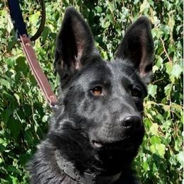 Carina - German Shepherd
