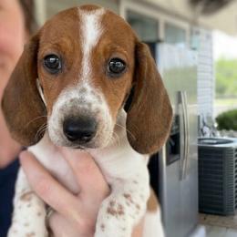 BOY 1 CKC - Piebald male Dachshund puppy in Nacogdoches, Texas from S7 Dachsunds
