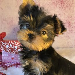 Biewer Terrier and Yorkshire Terrier Puppies from Wisteria Yorkies