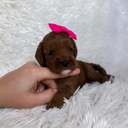 Skittles - Apricot female Cavapoo puppy in Reeds Spring, Missouri from As Good As Goldendoodles and more