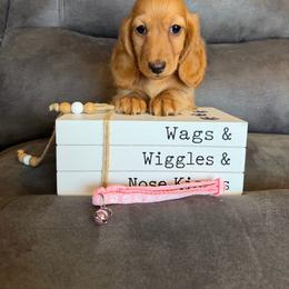 Female 5 - Cream female Dachshund puppy in Stuart, Iowa from Johnson Family Paws