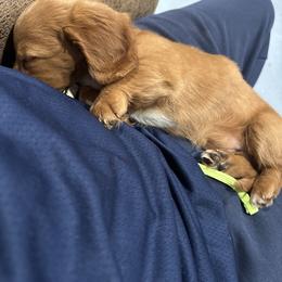 Dachshund Puppies from MI Dachshunds