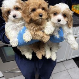 Cavapoo Puppies from Woodland poodles and Cavapoos