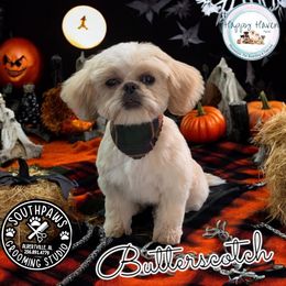 Butterscotch - Shih Tzu