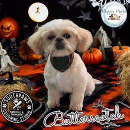 Butterscotch - Shih Tzu