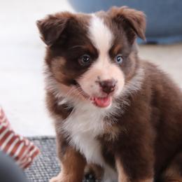 Sandy - Red tri female Miniature Australian Shepherd puppy in Goliad, Texas from Sassy Lil Aussies and Diamond W Poodles