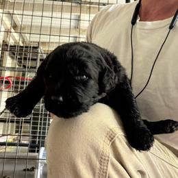 Azul - Black male Goldendoodle puppy in Willits, California from Big Island Goldendoodles