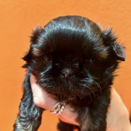 Iridessa - Red female Shih Tzu puppy in Nekoosa, Wisconsin from Brox Acres House of Fur LLC