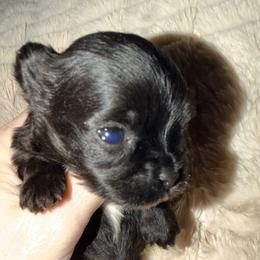 Sienna - Parti female Yorkshire Terrier puppy in Centre, Alabama from Sassy Yorkie , miniature schnauzer , Maltese Love of Alabama
