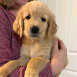 Bailey - Golden female Golden Retriever puppy in Seville, Ohio from Retriever Ranch