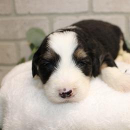 Light Blue Girl - Tri-color female Bernedoodle puppy in Belgreen, Alabama from Scott’s Farm Poodles and Doodles