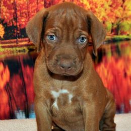 Rhodesian Ridgeback puppies from Chioke Rhodesians