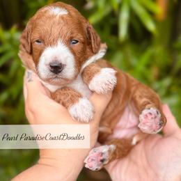 TOY Pearl - Red  female Goldendoodle puppy in North Port, Florida from Paradise Coast Doodles
