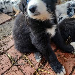Australian Shepherd Puppies from Southern Boy Blues Aussies