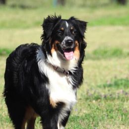 Australian Shepherds from Boundless Joy Aussies