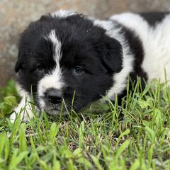 Aurora (White) - White and black female Karakachan puppy in Franklin, Pennsylvania from Harvest Plantation