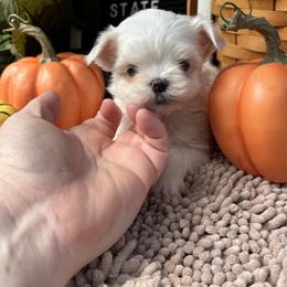 AKC  TINY Teacup  Luther - White male Maltese puppy in Charleston, West Virginia from Mountain State Puppies