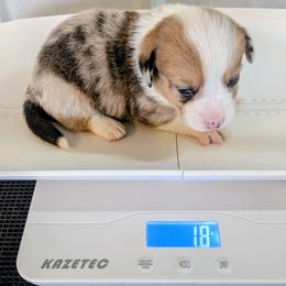 Pecan - Red merle and white male Cardigan Welsh Corgi puppy in Hotchkiss, Colorado from Bell S Ranch