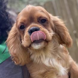 Pumpkin - Ruby male Cavalier King Charles Spaniel puppy in Valley, Washington from F-Stop Cavaliers