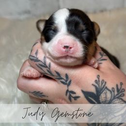 Judy Gemstone - Black and tan female American Corgi puppy in Greenwood, Indiana from Witch Creek Corgis