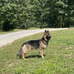German Shepherd Puppies from Adelheid Shepherds