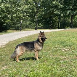 German Shepherd Puppies from Adelheid Shepherds