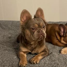 Mia Isabella L4L4 OFA's completed - Liver female French Bulldog puppy in Billings, Montana from Montana Made Frenchies