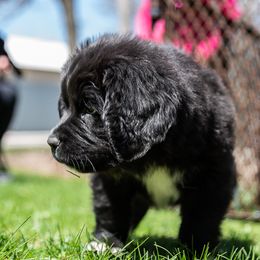 Newfoundland Puppies from Crossroads Newfoundlands