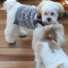 Shihpoo and Shih Tzu Puppies from Lilli’s Shih tzus and Shih poos