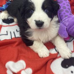 "Sebastian " Miniature Australian Shepherd and Toy Australian Shepherd Puppies from Rye Hill Aussies
