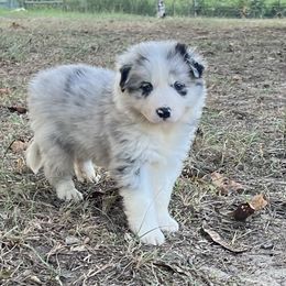 Border Collie Puppies from Fire N Arrows Border Collies
