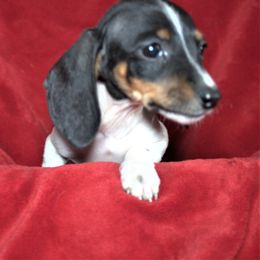 Dachshund All Grown Up from Gryphon Lane Dachshunds