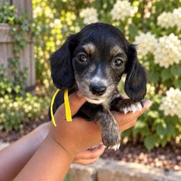 Scoop - Black and cream male Dachshund puppy in Orem, Utah from Miekca’s Dachshunds