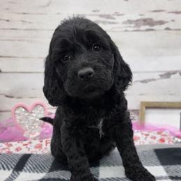 Sylvia - Black and white female Springerdoodle puppy in Lisbon, Ohio from Willow Lane Doodles