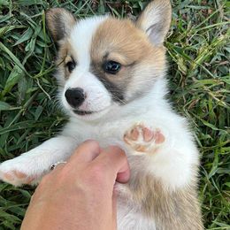 Miniature Australian Shepherd and Pembroke Welsh Corgi Puppies from Fluffy Butt Acres