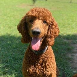Goldendoodle and Poodle Puppies from K&K's Puppy Kingdom
