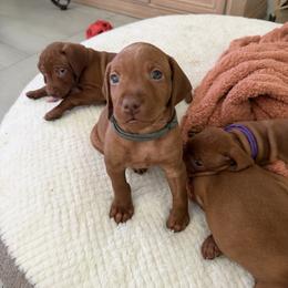 Vizsla Puppies from George Barsimantov