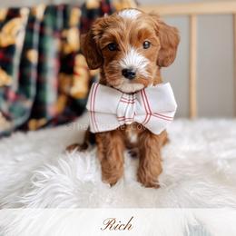 Goldendoodle Puppies from Gertie’s Goldendoodles
